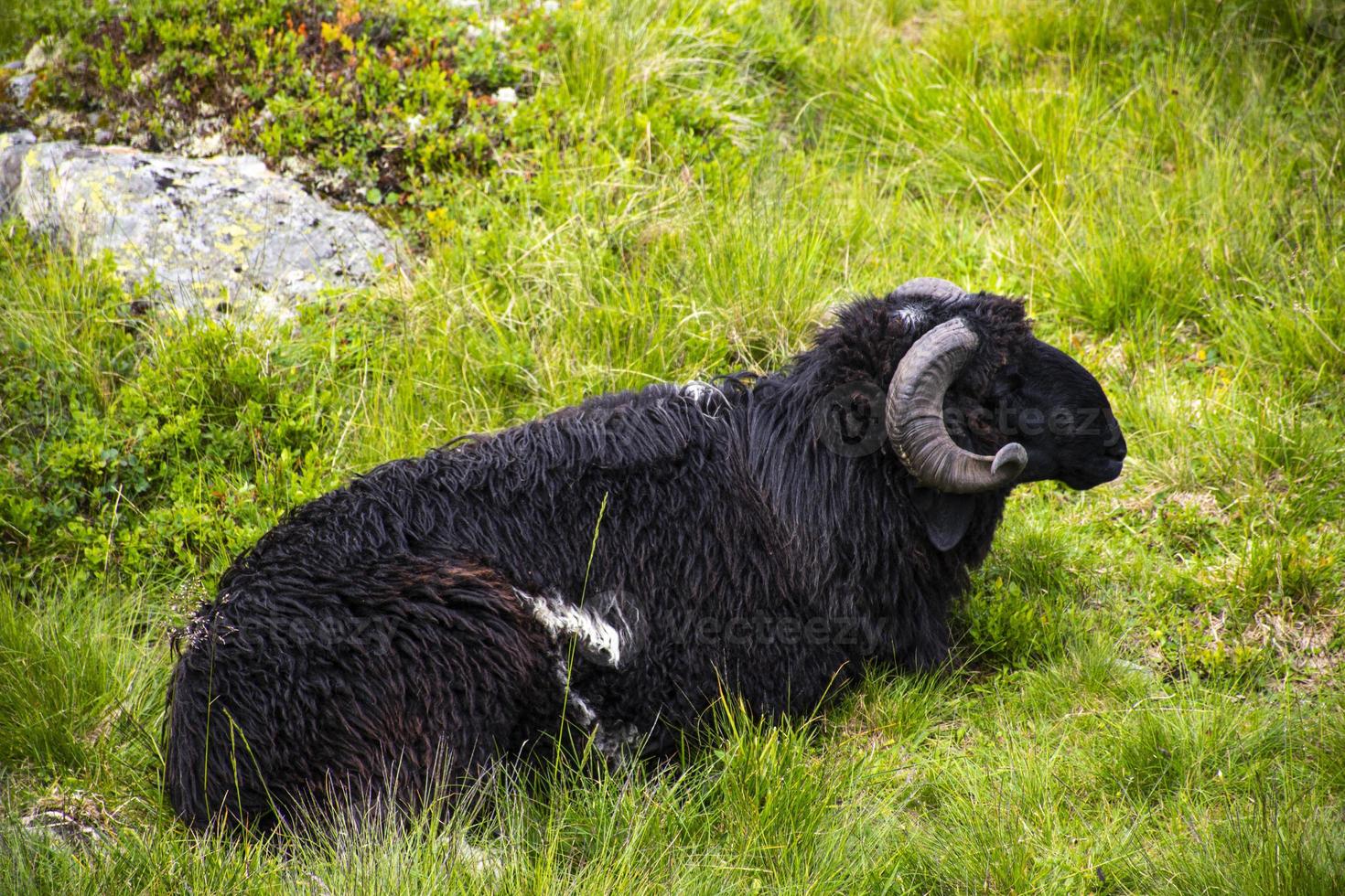 schapen grazen in Tirol foto