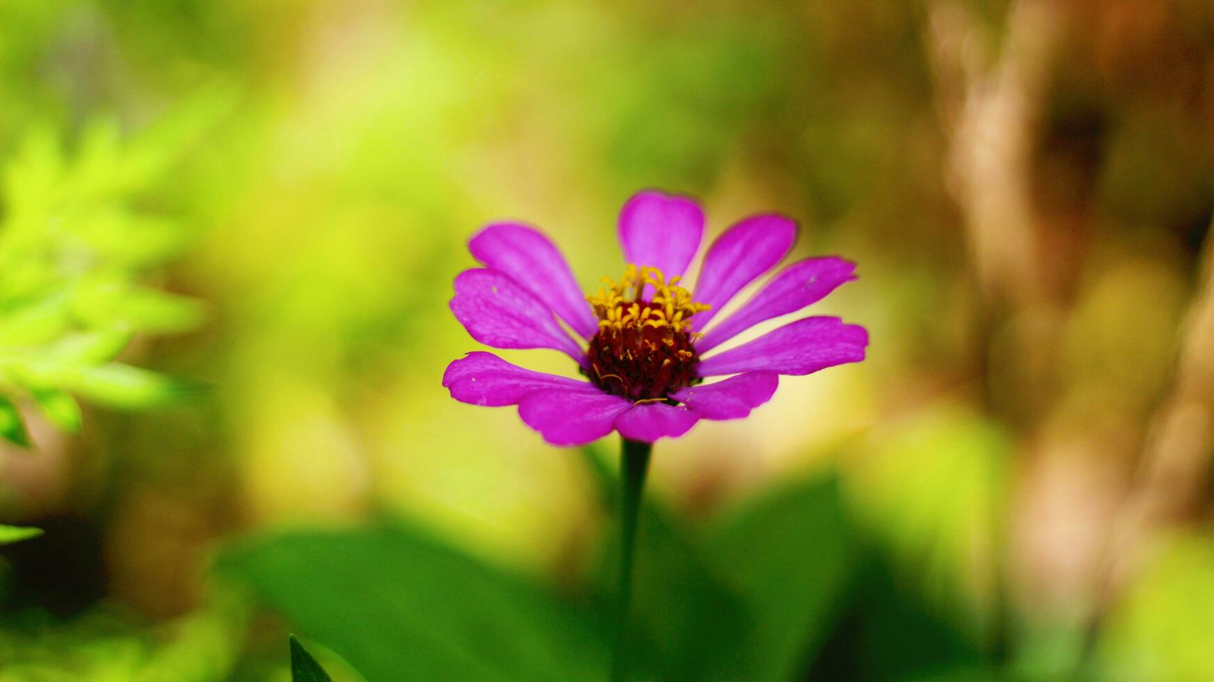 roze zinnia peruviana bloem met geel rood draden en perfect bloemblaadjes voorraad foto