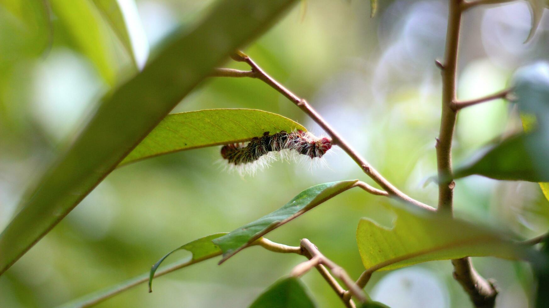 van de helft zwart, wit, en rode poten rups- cricula trisfenestrata hangende van een durian Afdeling voorraad foto