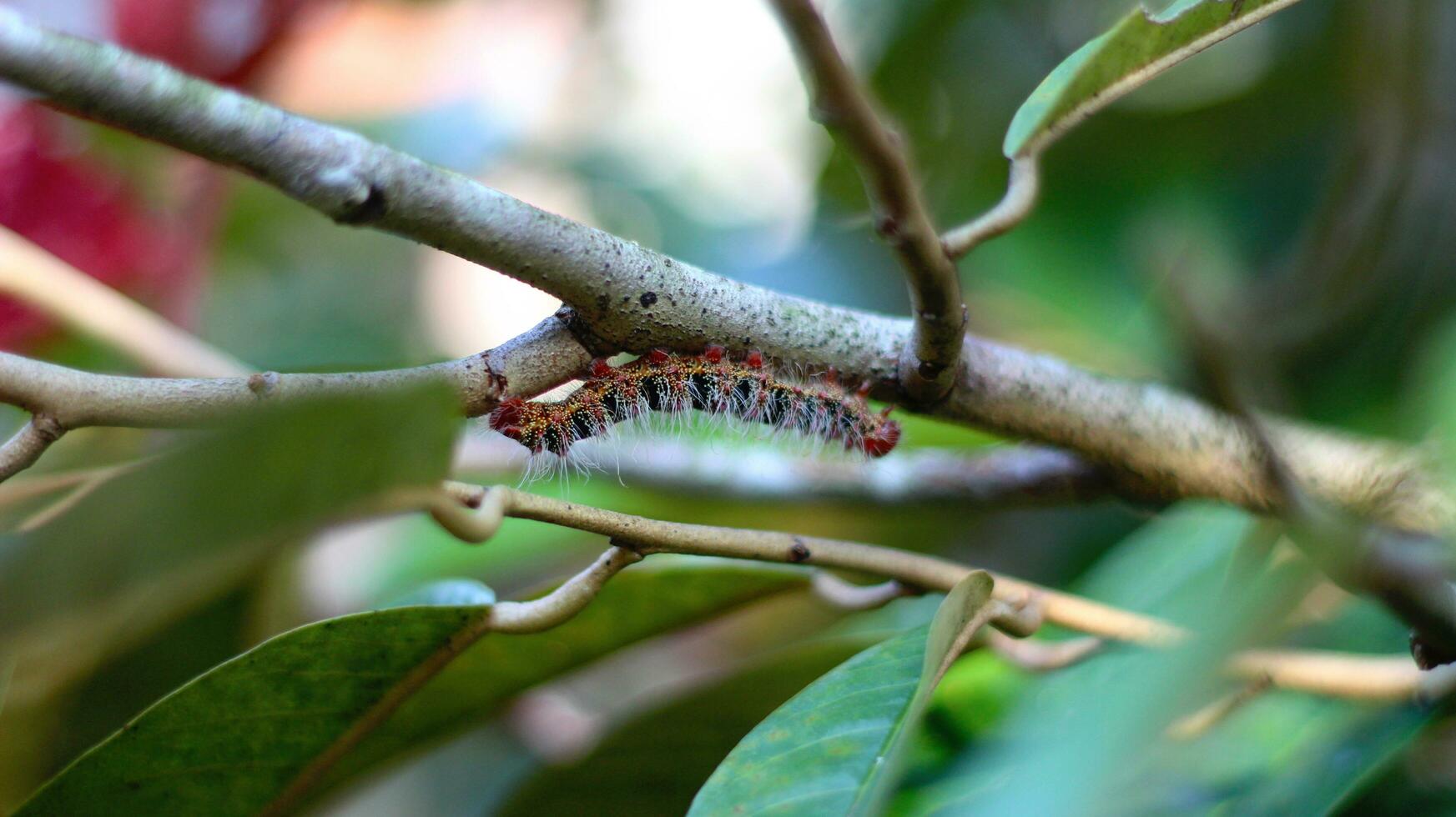 van de helft zwart, wit, en rode poten rups- cricula trisfenestrata hangende van een durian Afdeling voorraad foto