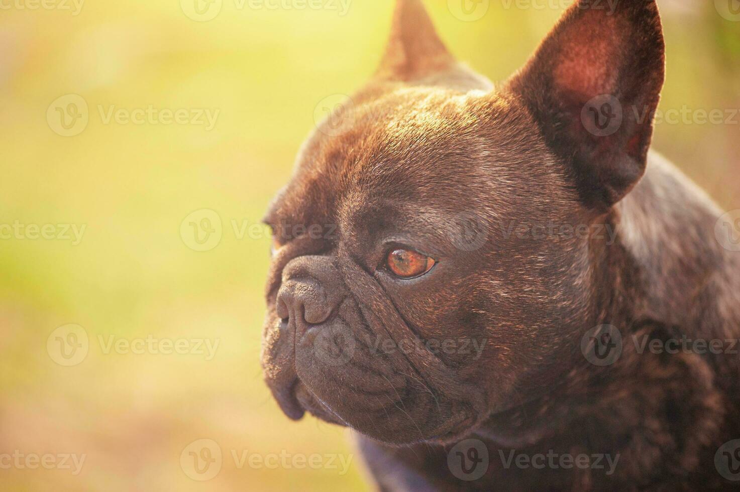 profiel van een Frans bulldog Aan een gras achtergrond. portret van een jong hond. foto