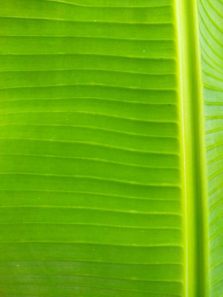 banaan blad achtergrond dichtbij omhoog foto