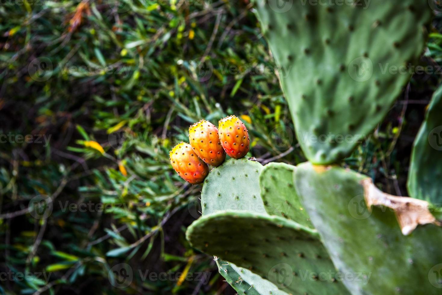 drie stekelige peren foto