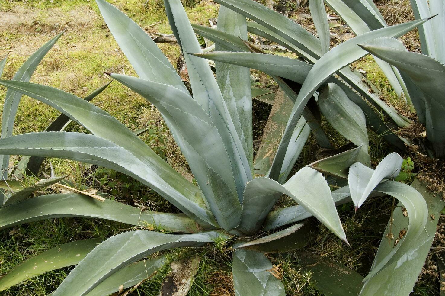 aloë vera, sappig fabriek breed gedistribueerd. Ecuador foto