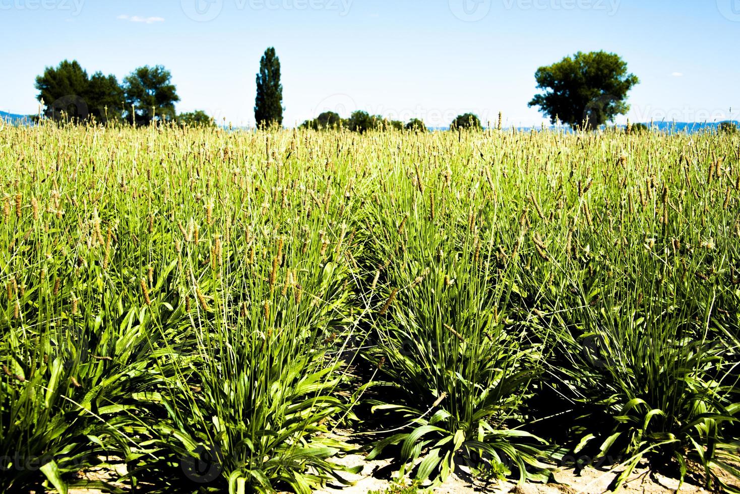 rijen van plantago lanceolata aromatische planten, umbrië, italië foto