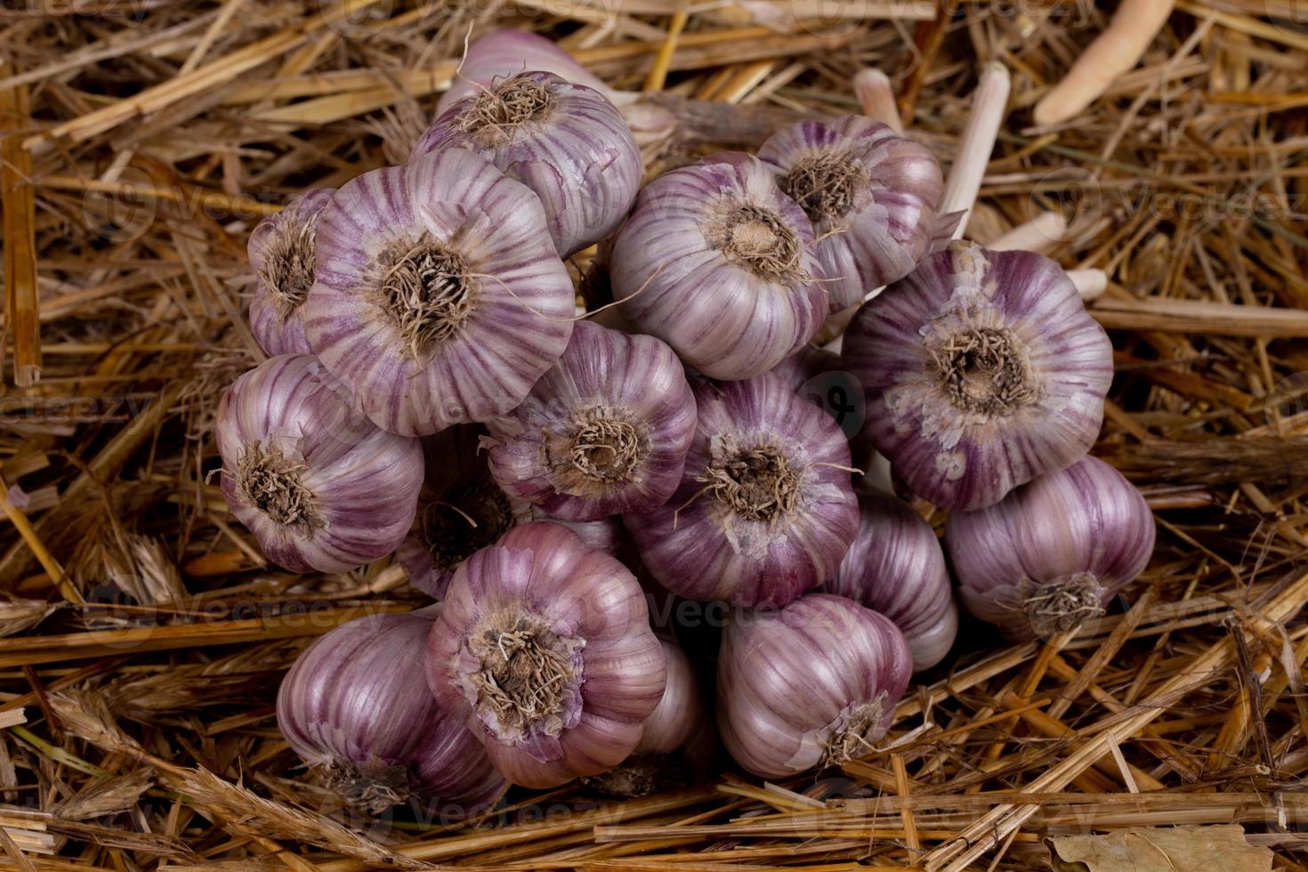 knoflook samen in een bos op hooi foto