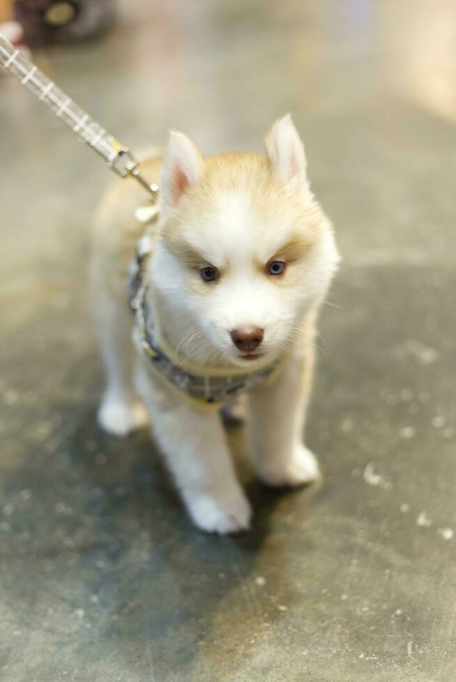 schattig Siberisch schor puppy hond met hond riem kijken omhoog zittend Aan de verdieping foto