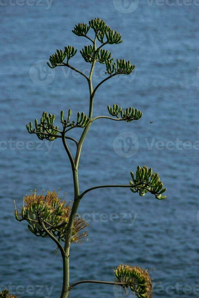 visie met bomen foto