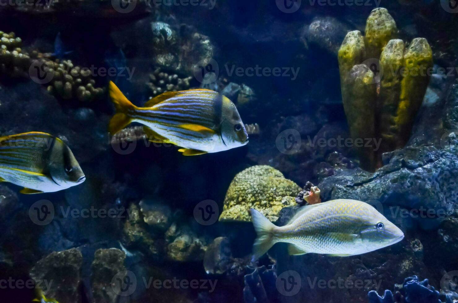 vissen zwemmen in aquarium foto