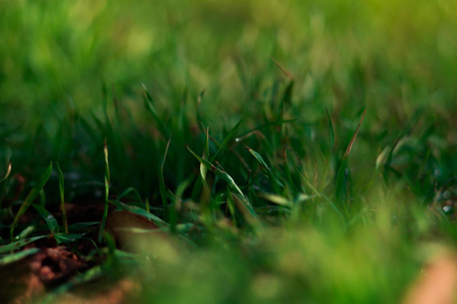 vers groen gras in het voorjaar foto