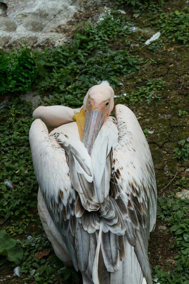 afbeelding tonen een roze pelikaan rusten. deze afbeelding shows de Kenmerken van de veren van deze vogel. foto