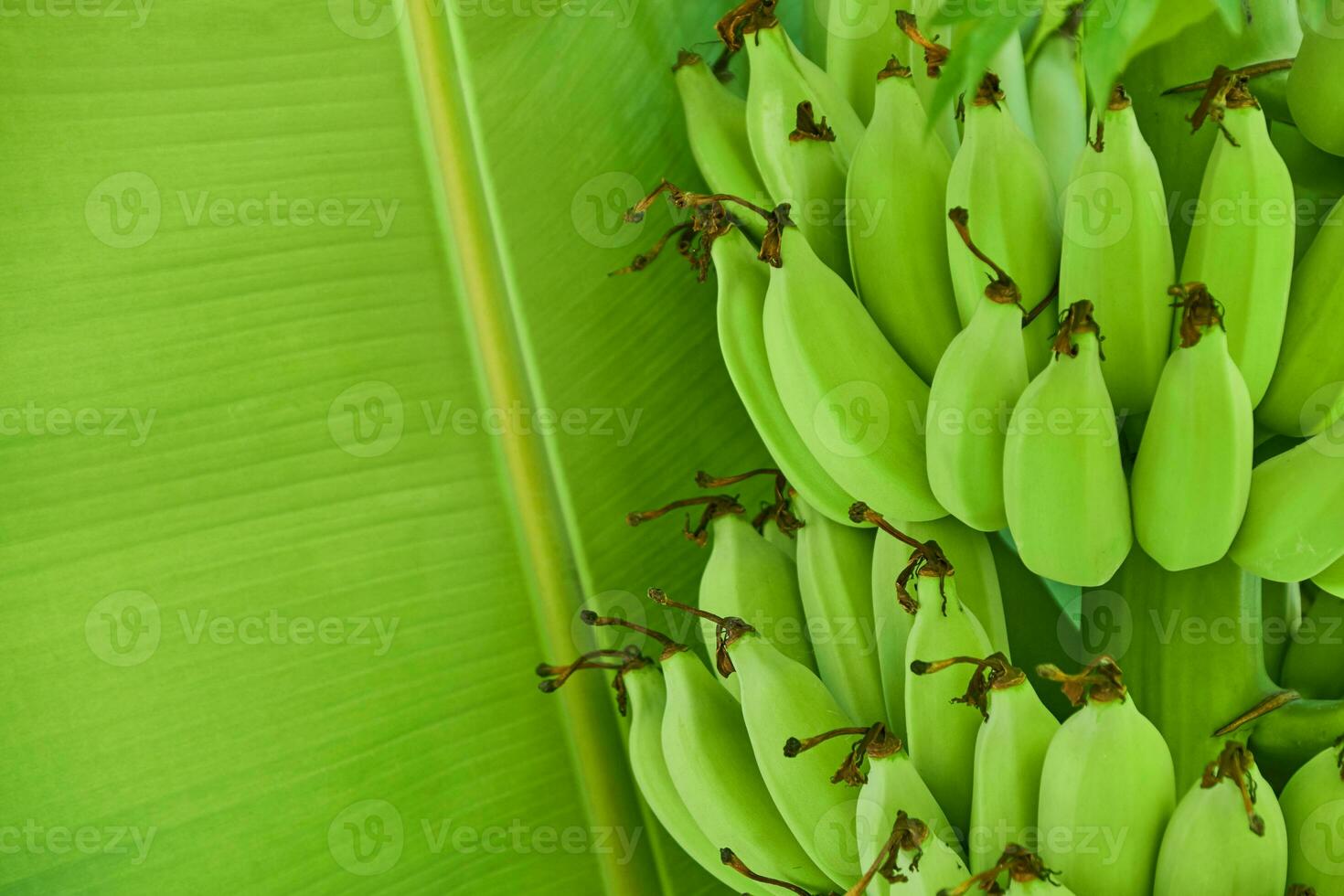 groen banaan Aan groen bladeren banaan achtergrond foto