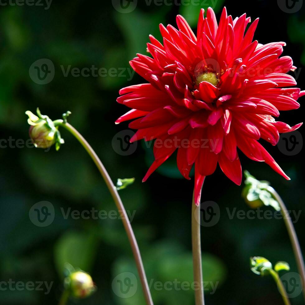 levendig rood dahlia bloeiend in zomertijd foto