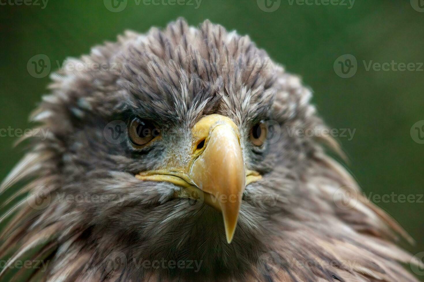 zeearend, haliaeetus albicilla foto