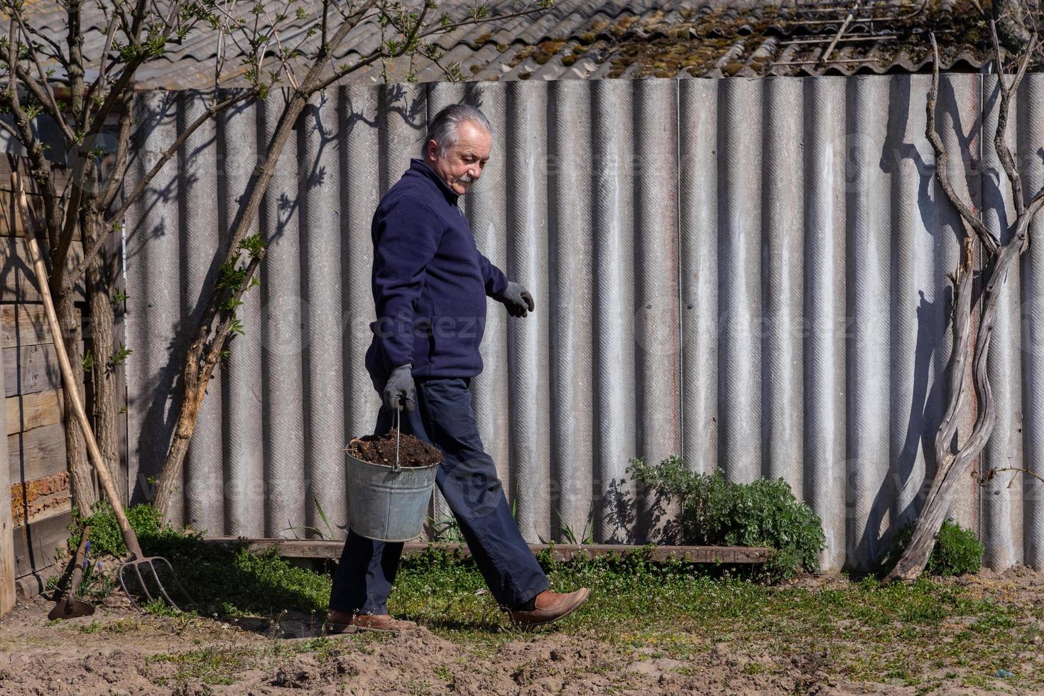 volwassen boer met een emmer draagt aardappelen in de tuin foto