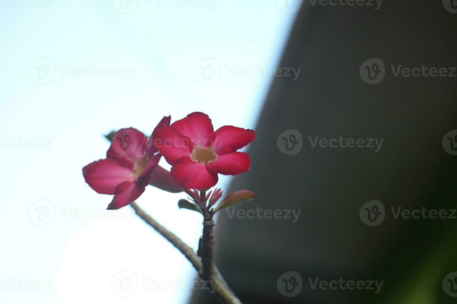 Japans Cambodja met vervagen achtergrond foto