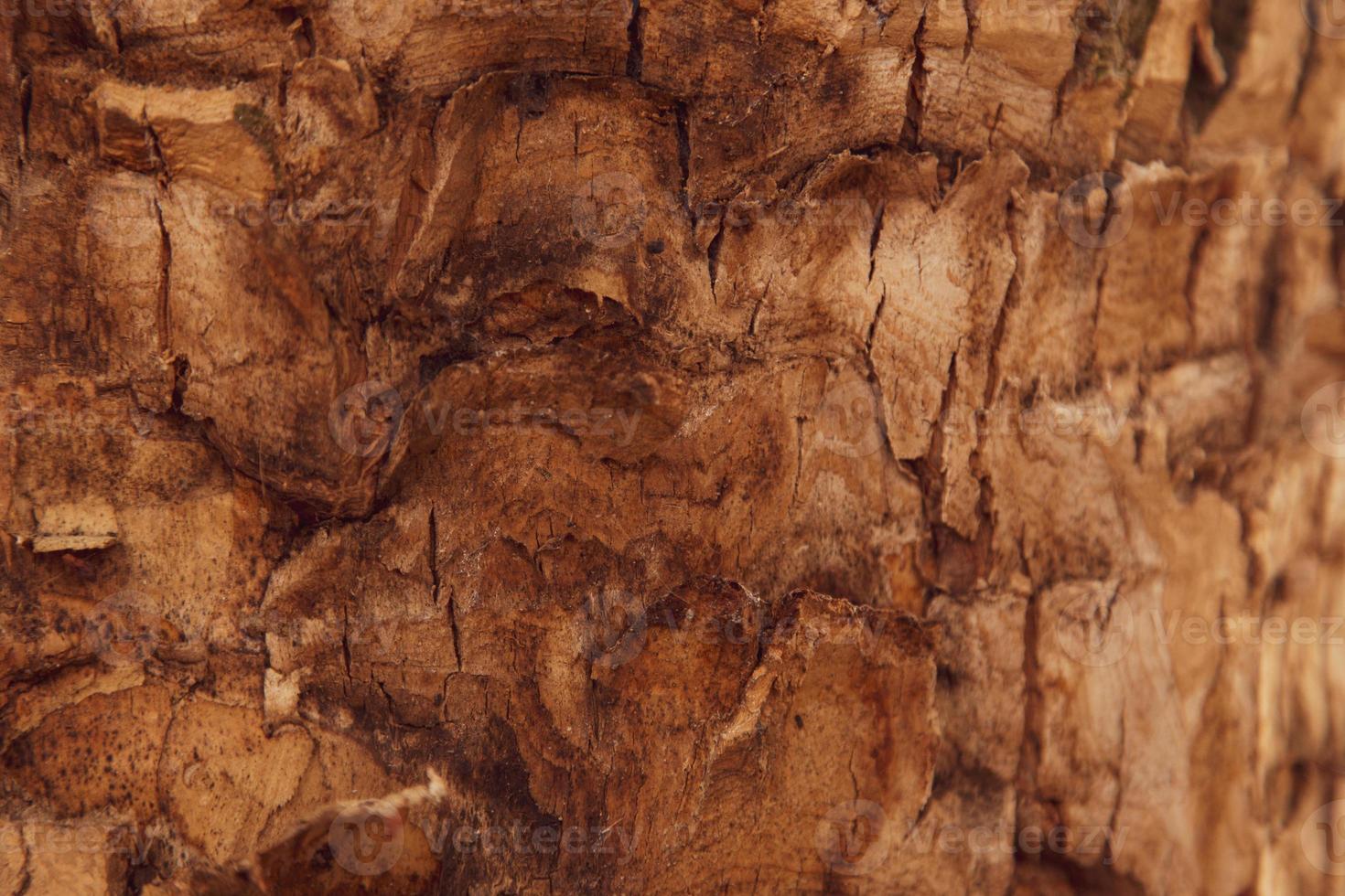 textuur achtergrond van de bruine schors van een boom foto