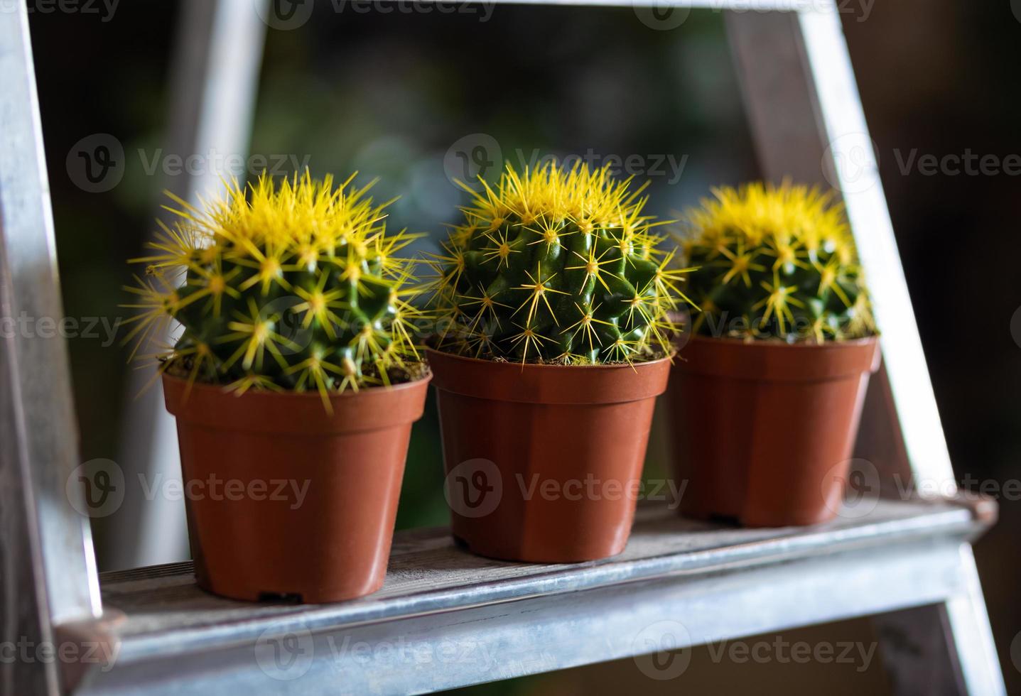 gele cactussen in de vitrine foto