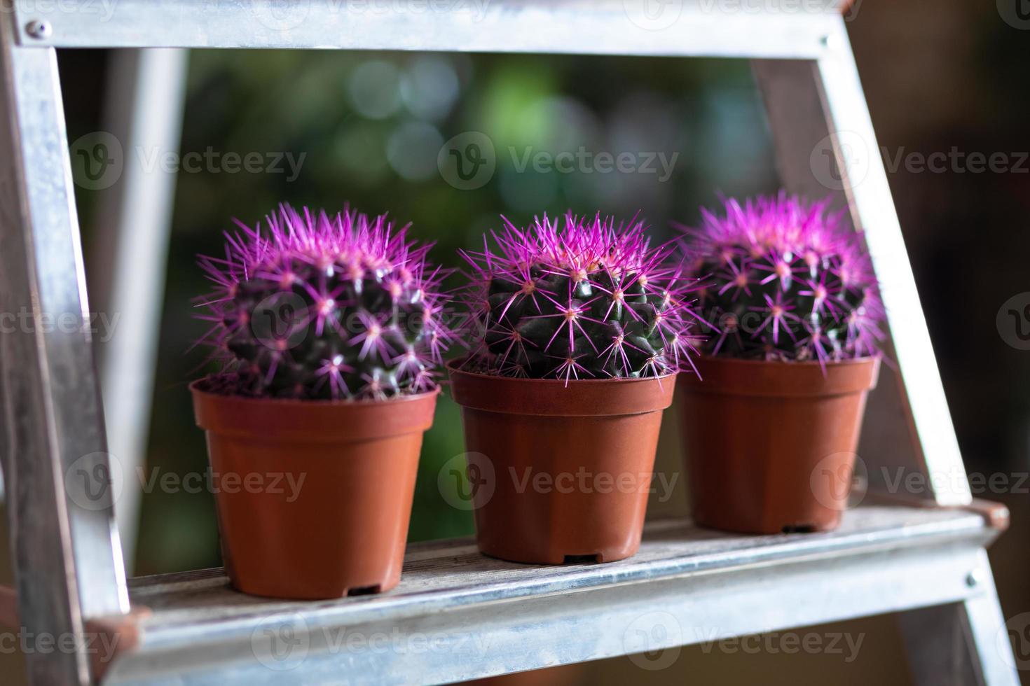 paarse cactussen in de vitrine foto