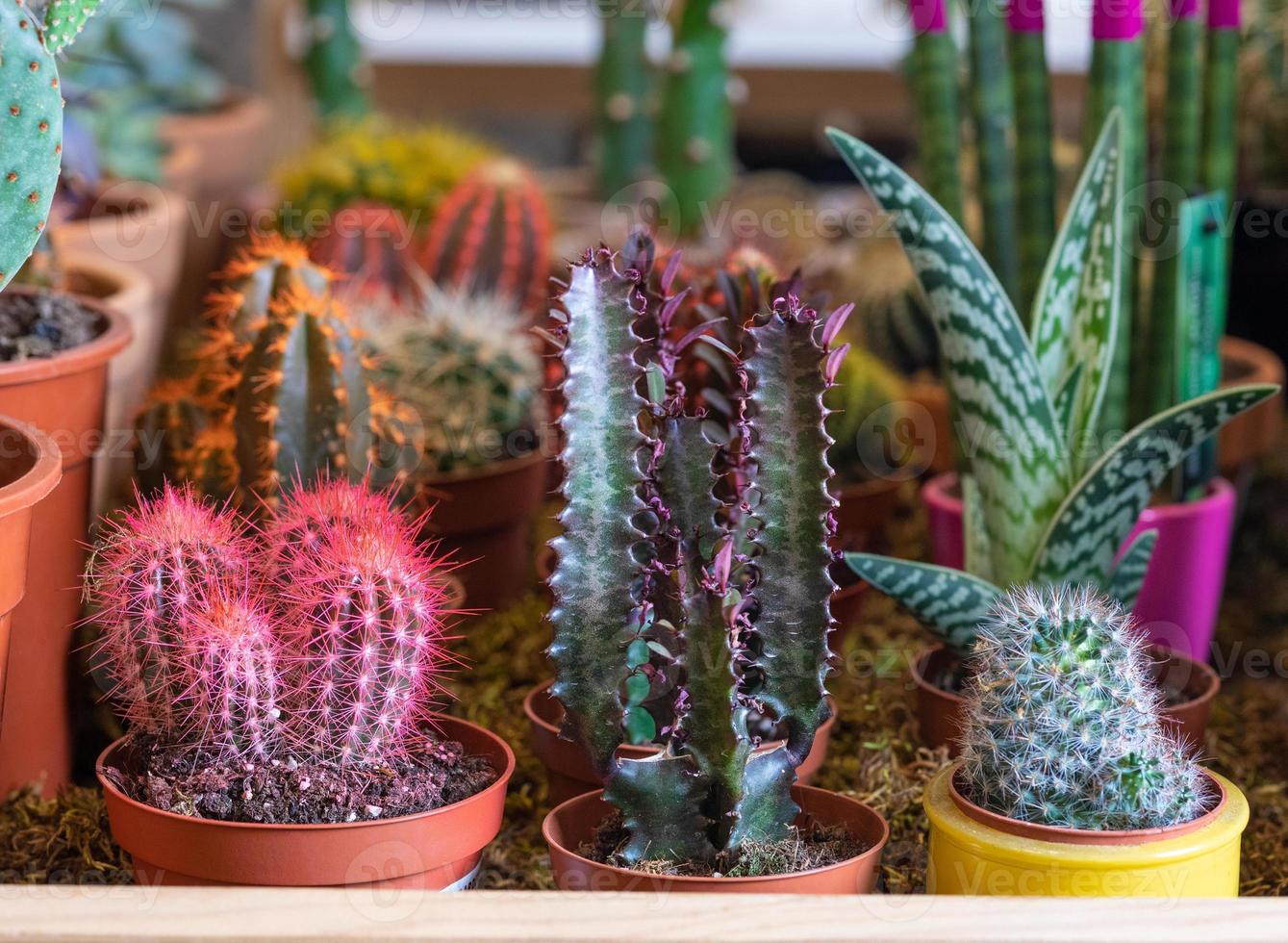 kleine geschilderde maan cactus parodia afrikaanse melk boom cactus foto