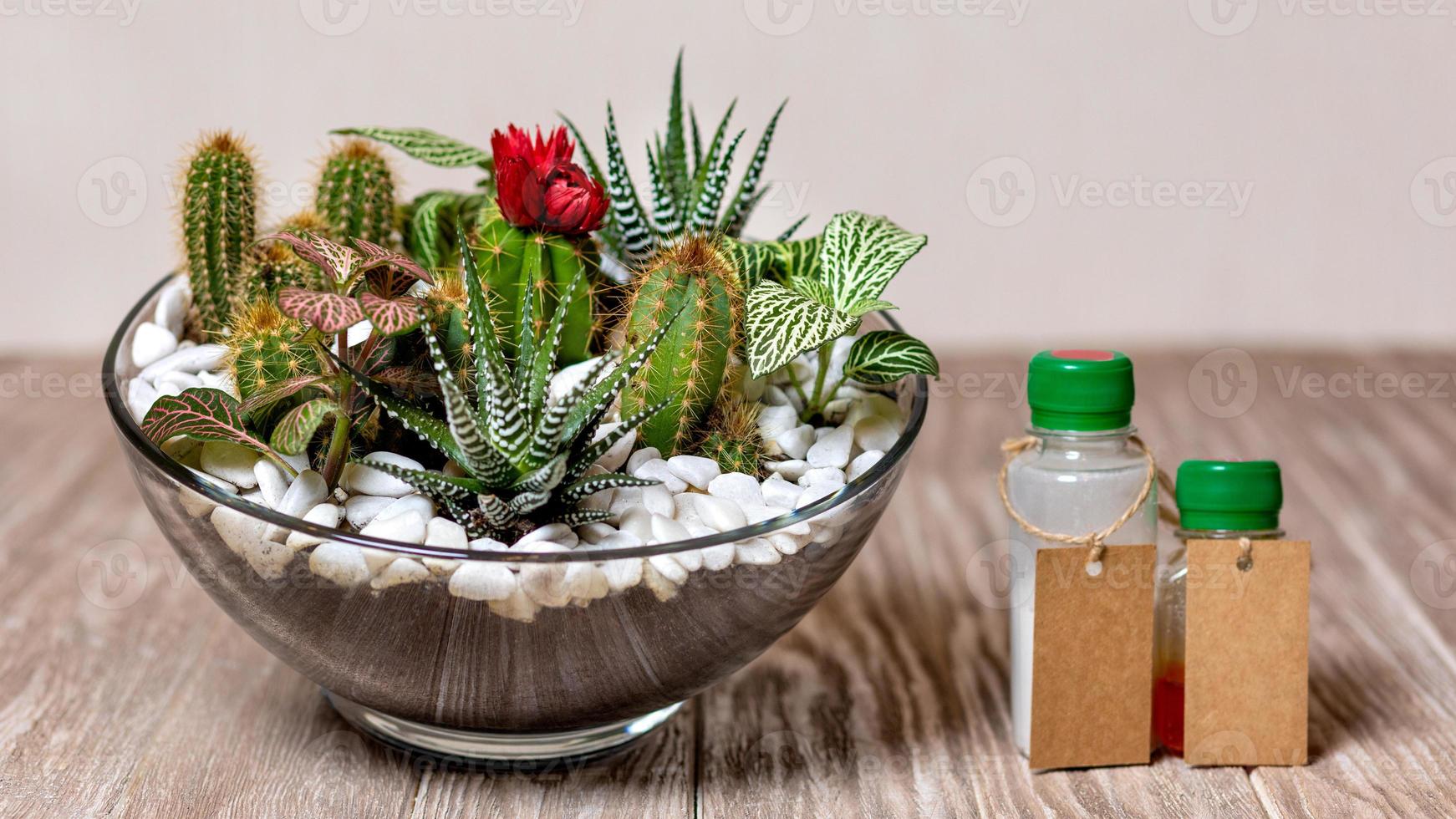 terrariumplant met vitamine voor plantengeneesmiddelen foto