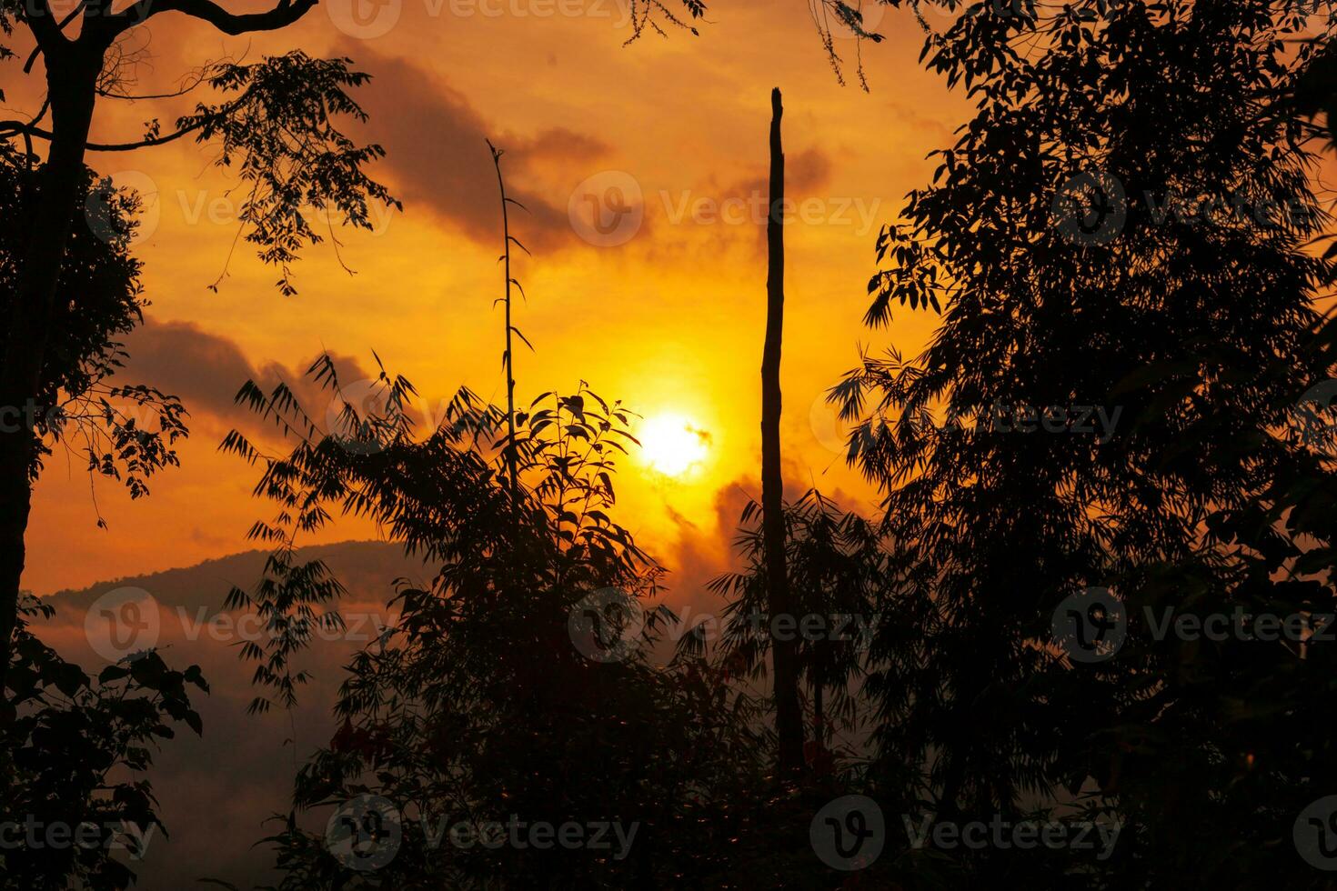 boom silhouet tegen zonsondergang. bos- Bij zonsondergang foto