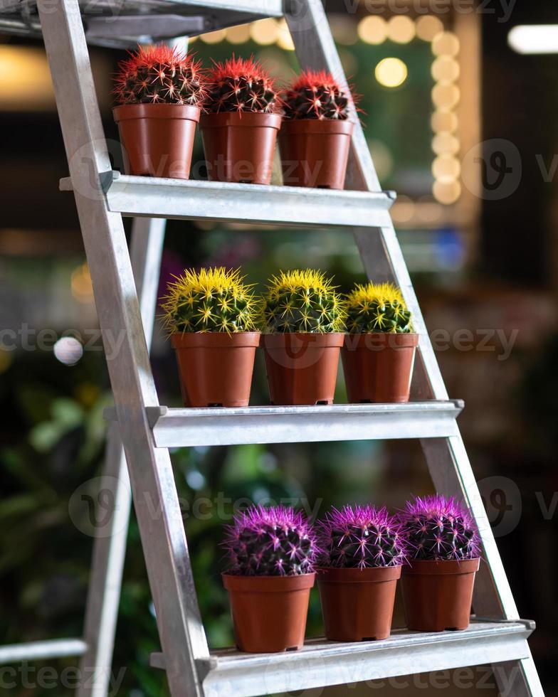 kleurrijke cactussen in de vitrine foto