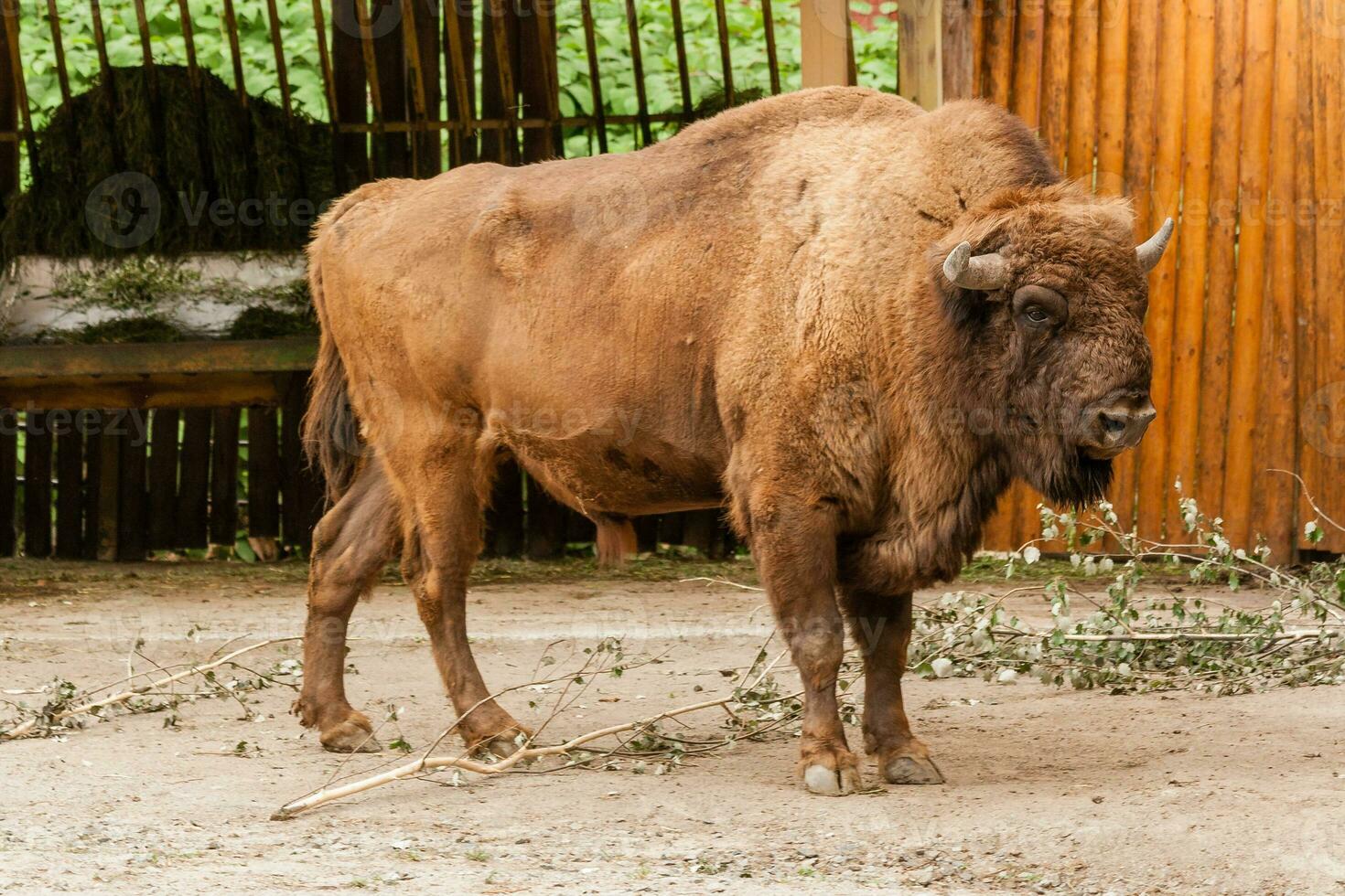 groot bruin buffel foto