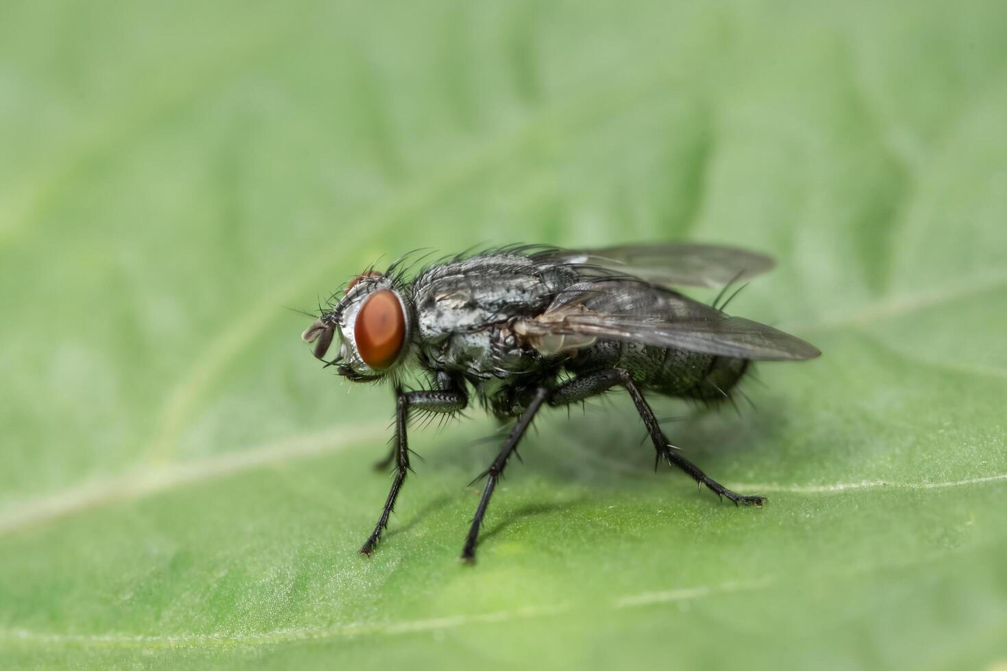 macro vlieg insect foto