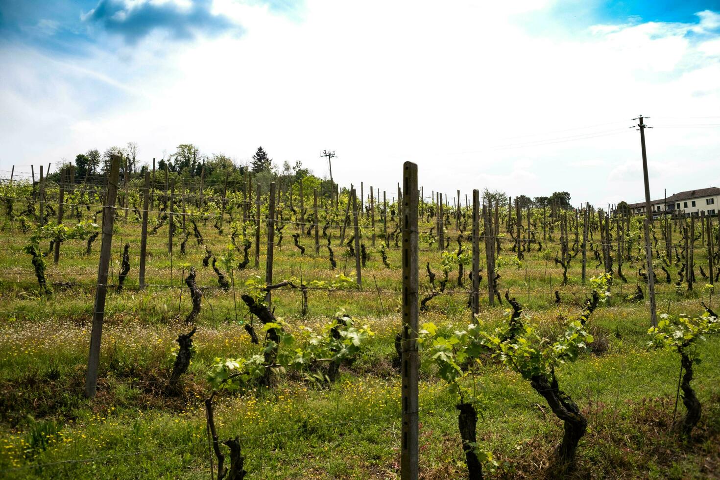 mooi wijngaarden in costigliole d'asti, in de piemontese langhe Aan een voorjaar dag in 2023 foto