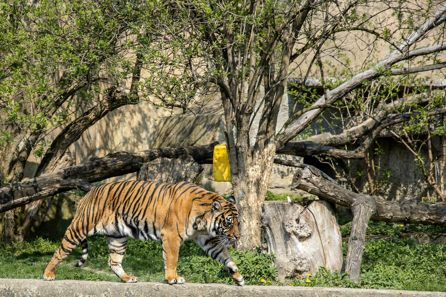 groot volwassen tijger wandelen Aan een voorjaar dag in de Warschau dierentuin, in Polen, foto