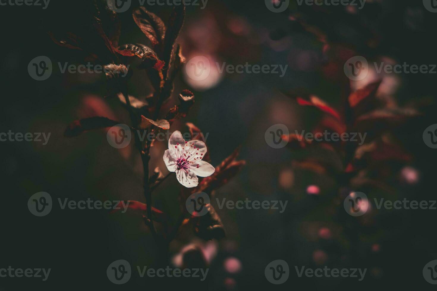 voorjaar boom vol van klein delicaat roze bloemen Aan een mooi warm zonnig dag foto