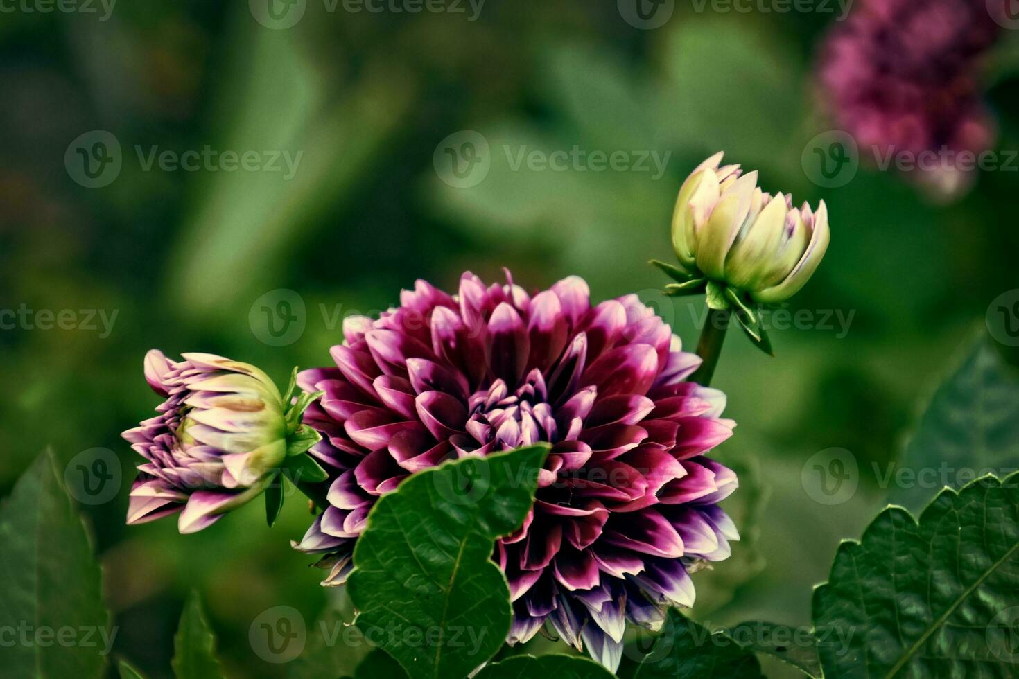 origineel Purper bloemen ze gaf groeit Aan een zomer dag in een tuin tussen groen bladeren foto