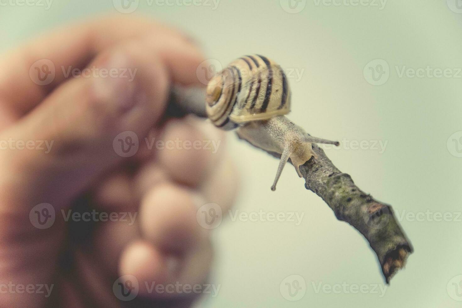 delicaat dier slak gehouden in de jongens hand- foto