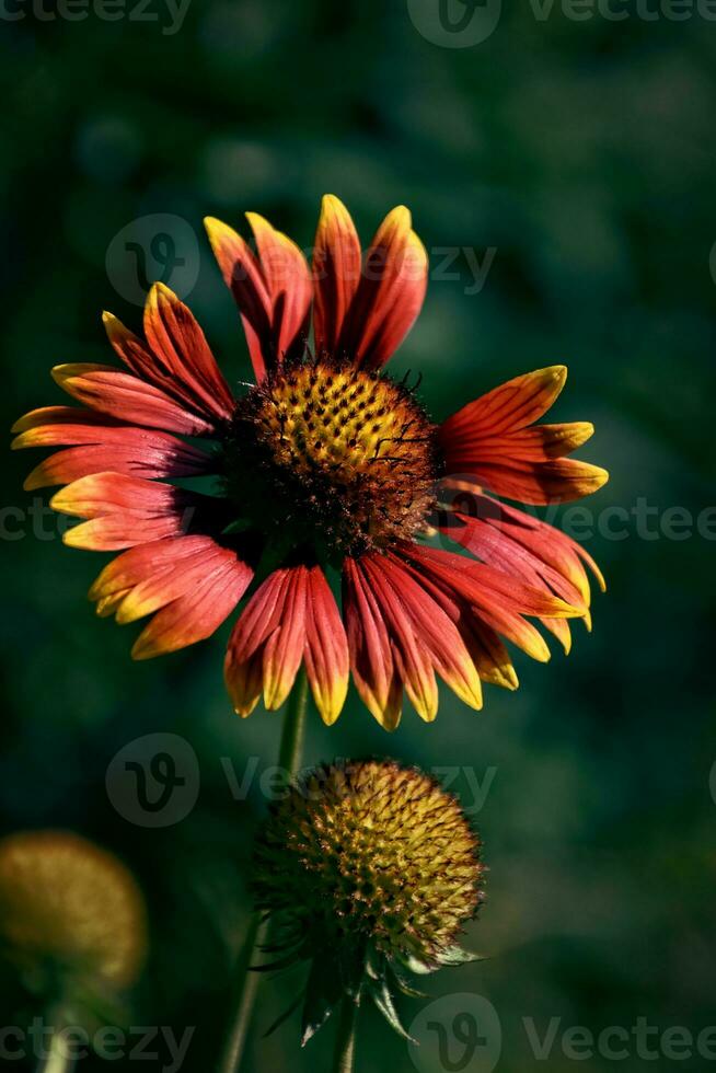 zomer, rood bloemen in de tuin tegen een achtergrond van groen bladeren Aan een warm dag, foto