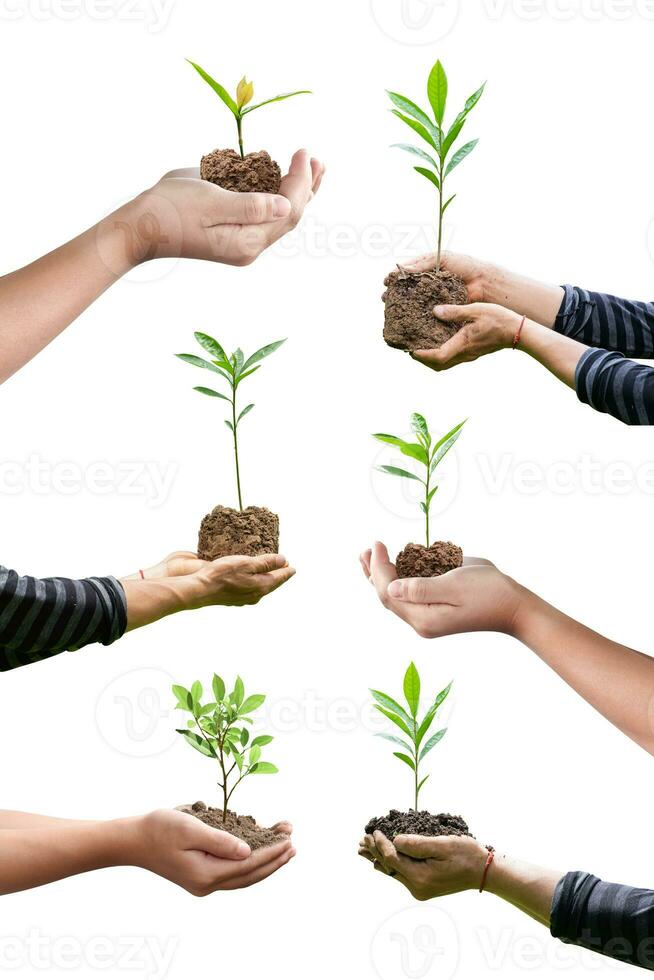 verzameling van hand- Holding groeit zaailingen geïsoleerd Aan wit achtergrond met knipsel pad. foto