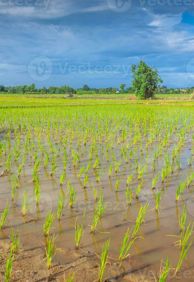 bouwland platteland Thailand visie - mooi wolken foto