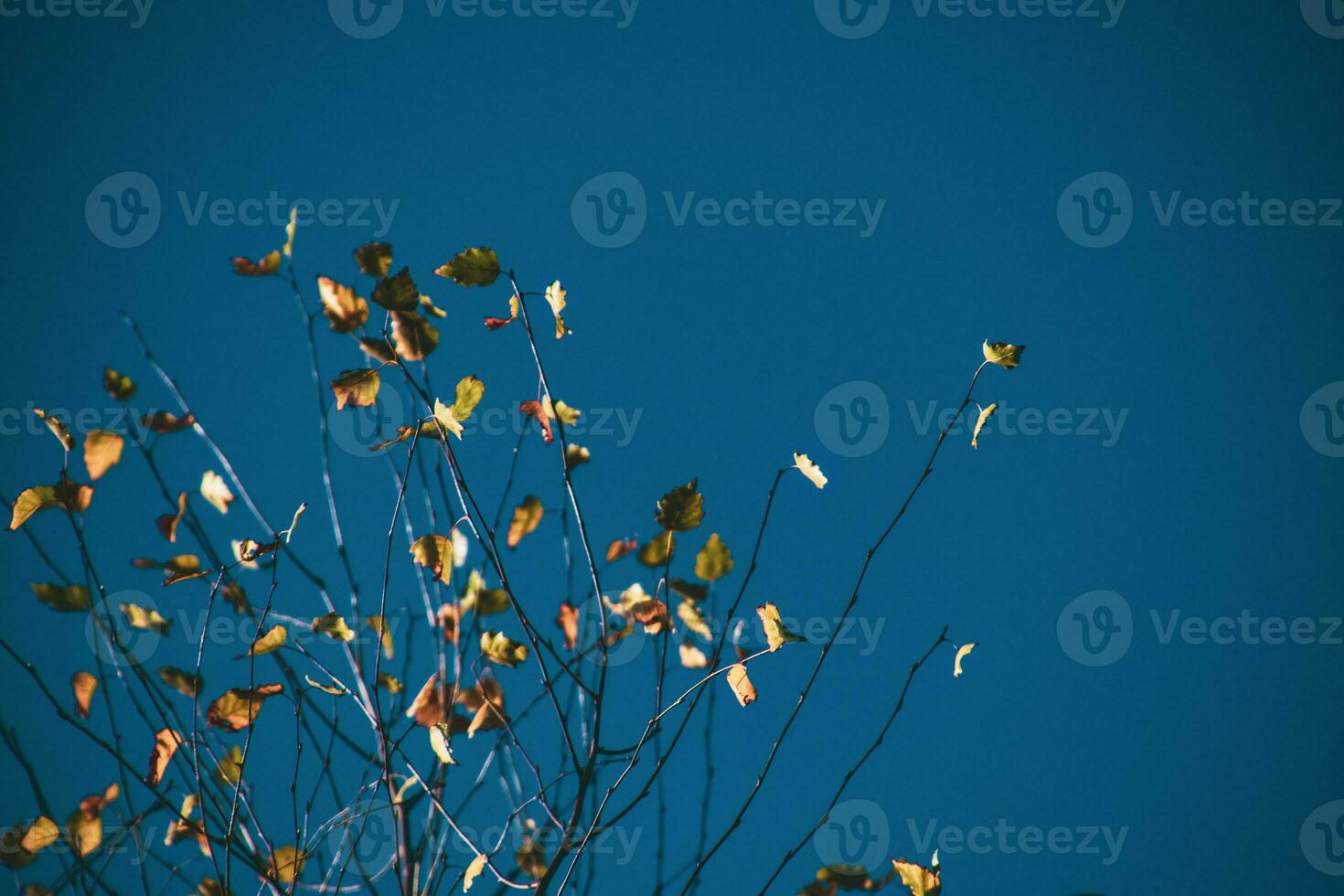 klein geel gouden bladeren Aan de herfst- boom takken tegen de blauw wolkenloos lucht foto