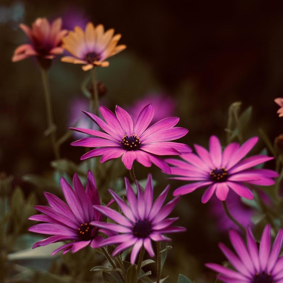 mooie roze bloemen in de tuin in het voorjaar foto