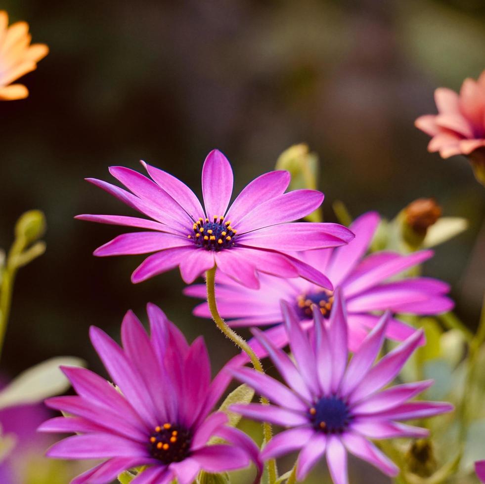 mooie roze bloemen in de tuin in het voorjaar foto