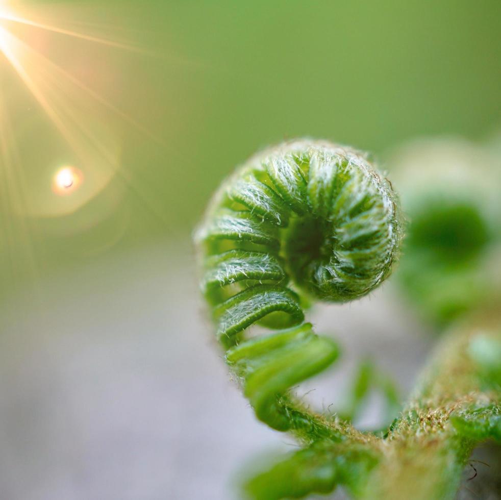 prachtig groen varenblad in de natuur in de lente foto