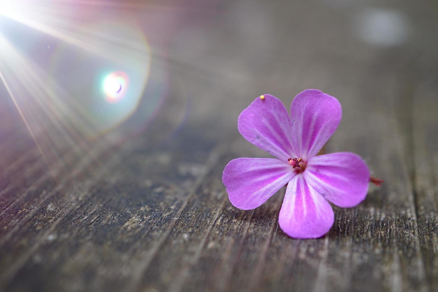 mooie roze bloem in de tuin in het voorjaar foto