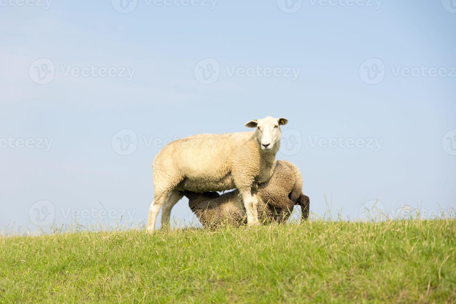 zoogdierschapen op een dijk voor blauwe hemel foto