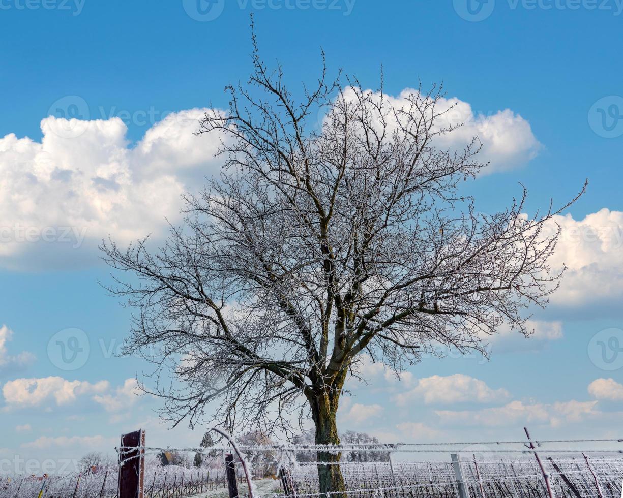 wijnstokken en walnotenboom bij vorst foto