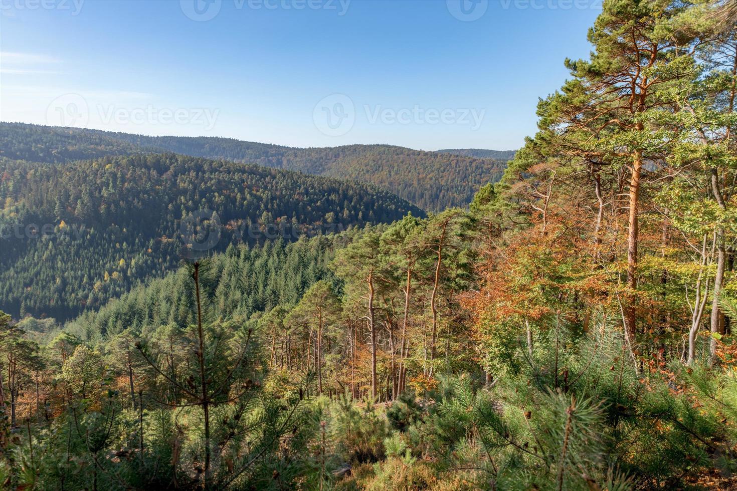 uitzicht over een beboste vallei met dennen en loofbomen in de herfst met blauwe lucht foto