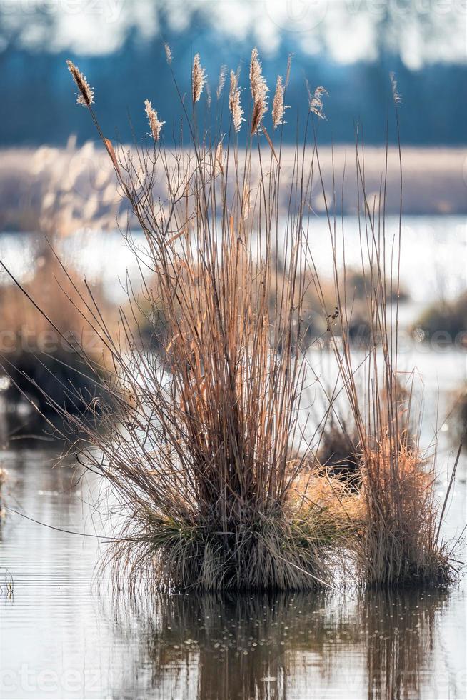 rieteiland met droog gras en reflecties in het water foto