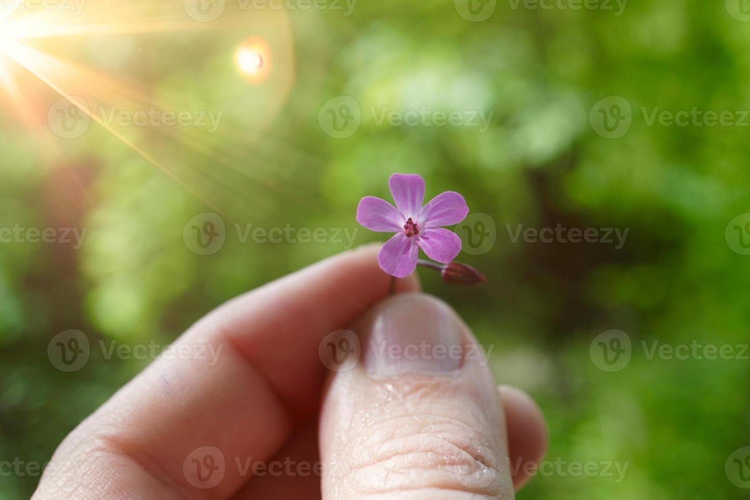 hand met een mooie roze bloem in de lente foto