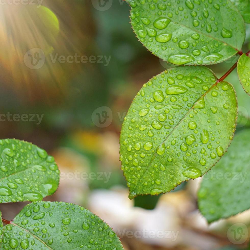 regendruppels op de bladeren van de groene plant in regenachtige dagen foto
