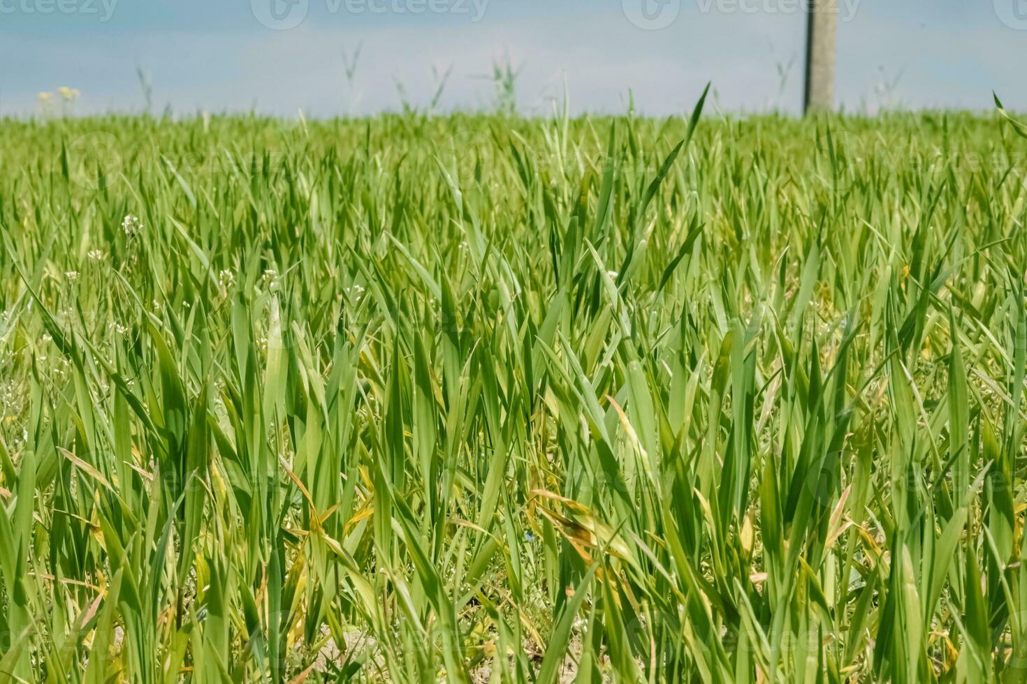 groen bladeren van sappig lang gras Aan voorjaar weide in zonlicht kant visie foto