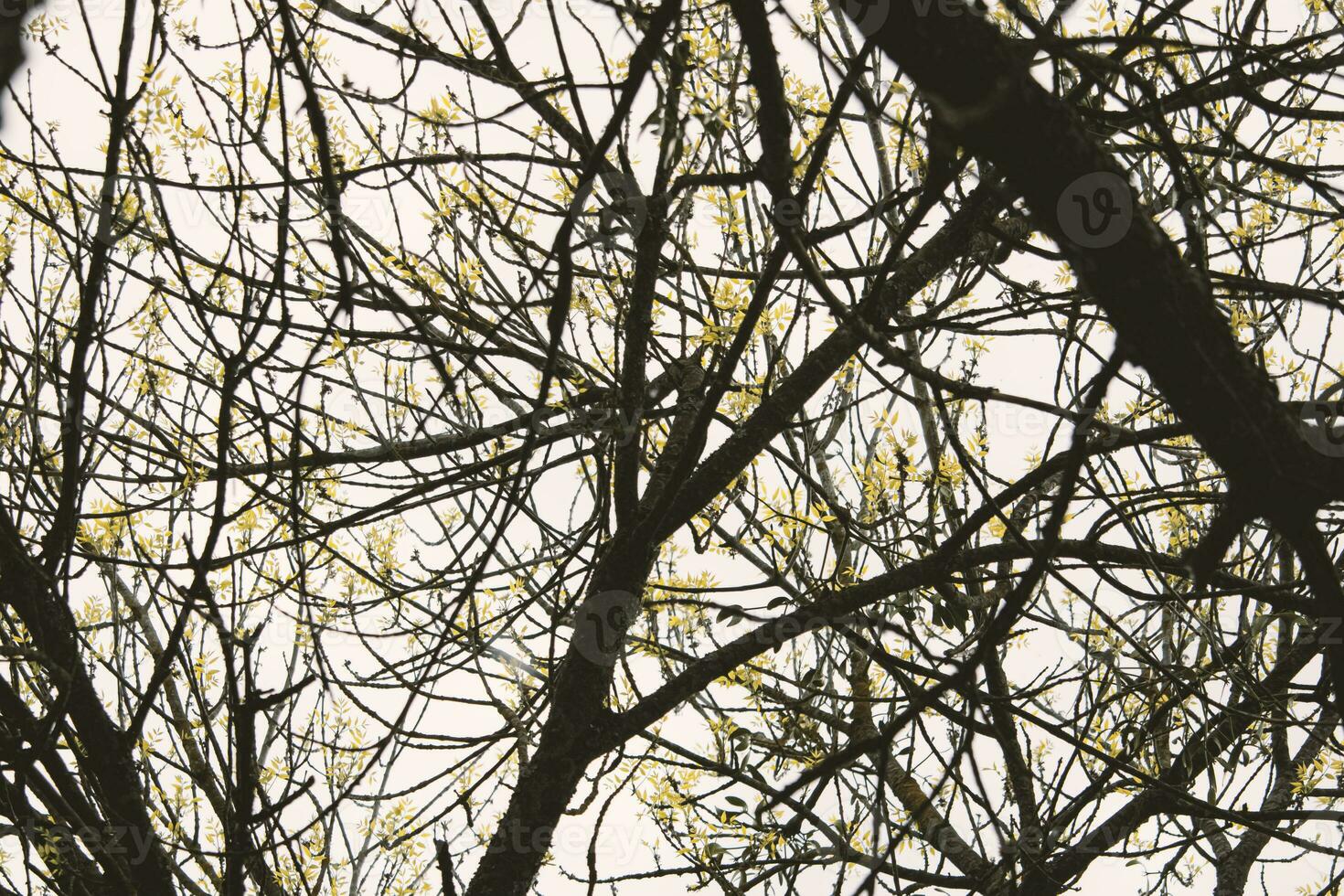 silhouet van donker boom takken met mos en klein bladeren in voorjaar lucht foto